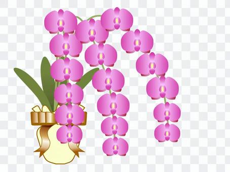 Phalaenopsis orchid mushroom Phalaenopsis orchid mushroom