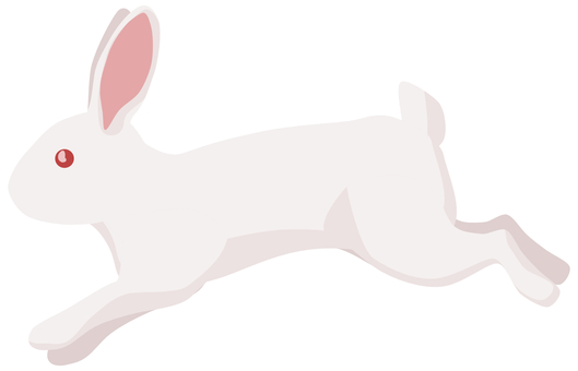 Rabbit white rabbit running Rabbit white rabbit running