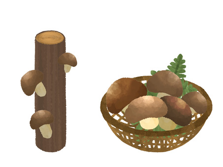 Log Shiitake mushroom picking Log Shiitake mushroom picking