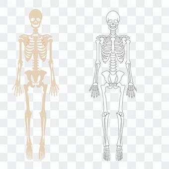Bone joint Bone joint