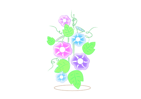 morning glory morning glory