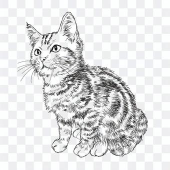 アメショー猫の絵/手描き白黒イラスト アメショー猫の絵/手描き白黒イラスト