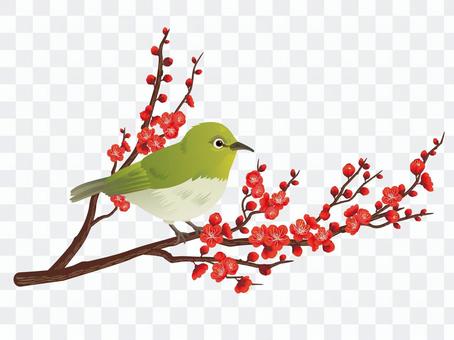 Mejiro plum · 紅 梅 01 Mejiro plum · 紅 梅 01