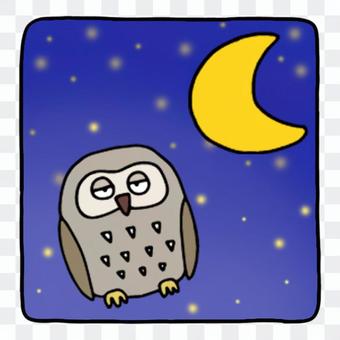Night owl Night owl