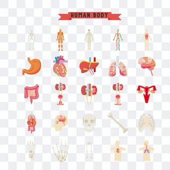 Human body illustration Human body illustration