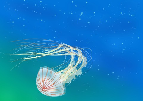 Red jellyfish Red jellyfish