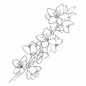 Peach blossoms _ line drawing Peach blossoms _ line drawing