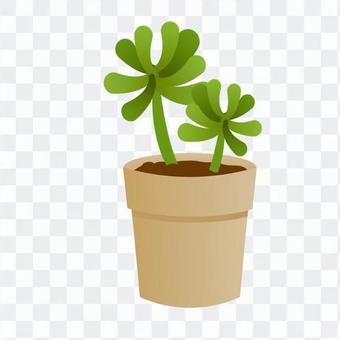 Foliage plant Foliage plant