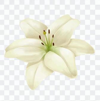 Up of white lilies Up of white lilies