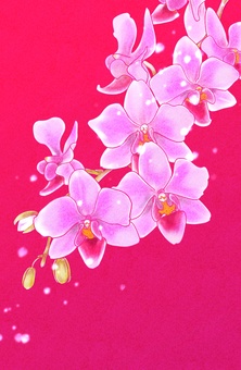 Phalaenopsis orchid Phalaenopsis orchid