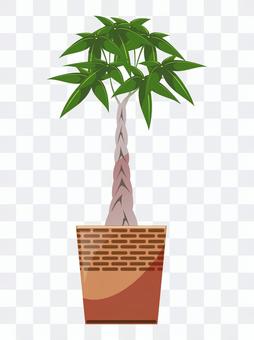 Plant plant Pakira Plant plant Pakira