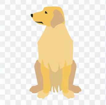 Golden retriever Golden retriever