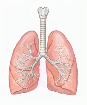 Lungs and bronchi Lungs and bronchi