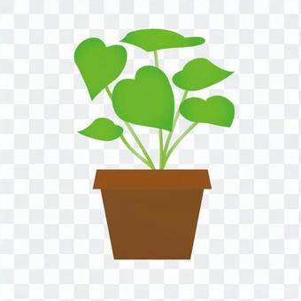 Foliage plant Foliage plant