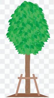 Street tree Street tree