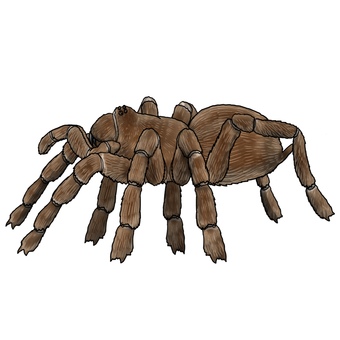 Next to a tarantula or a giant spider monster Next to a tarantula or a giant spider monster