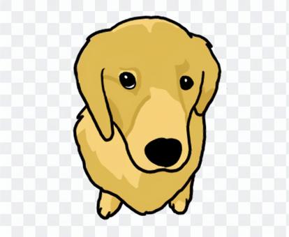 Golden retriever Golden retriever