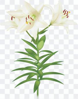 Lily / white lily flower Lily / white lily flower
