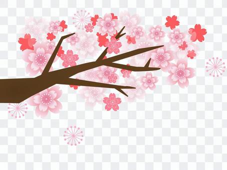 Cherry blossoms full bloom Cherry blossoms full bloom