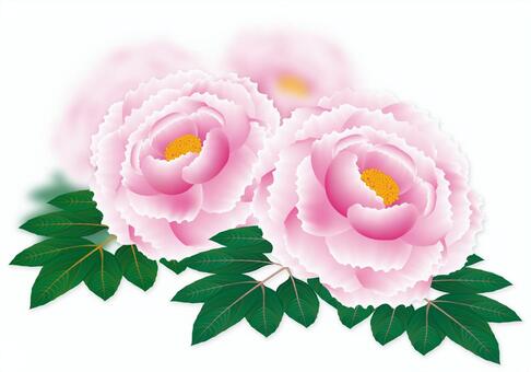 peony peony