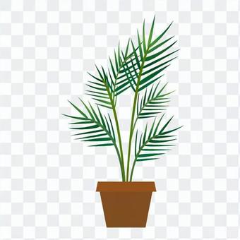 Foliage plant Foliage plant
