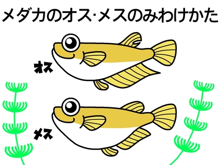 How to separate male and female medaka fish! ️ How to separate male and female medaka fish! ️