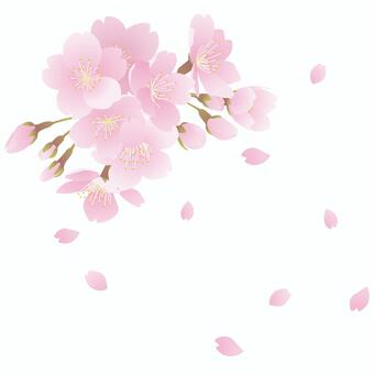 Cherry blossoms Cherry blossoms