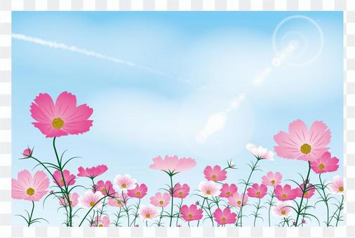 Cosmos / type f / uta Cosmos / type f / uta
