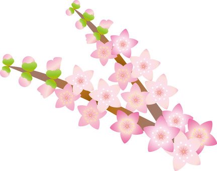 Branch peach blossoms Branch peach blossoms