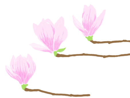 Pink magnolia Pink magnolia
