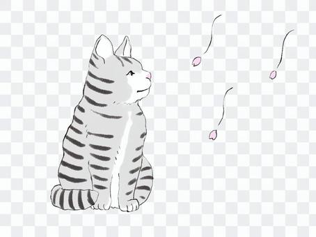 Tabby cat and cherry blossom petals Tabby cat and cherry blossom petals