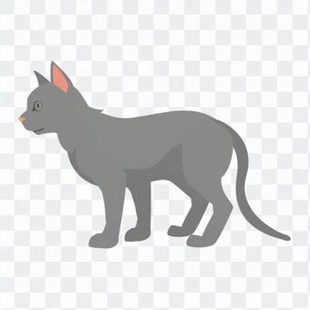 Cat - gray cat Cat - gray cat