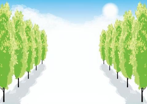 Row of poplar trees Street trees Card Spring and summer Landscape 2 Row of poplar trees Street trees Card Spring and summer Landscape 2