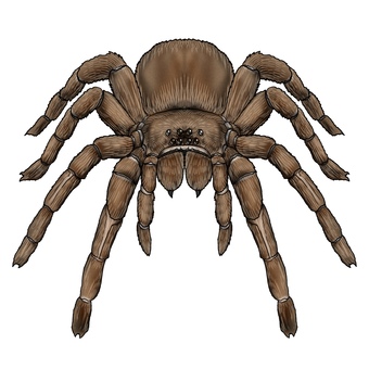 Tarantula, or giant spider monster Tarantula, or giant spider monster