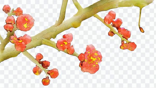 Red plum watercolor picture Red plum watercolor picture