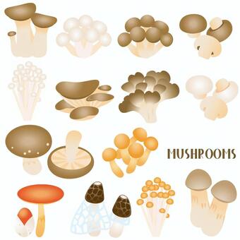 Edible mushroom set Edible mushroom set