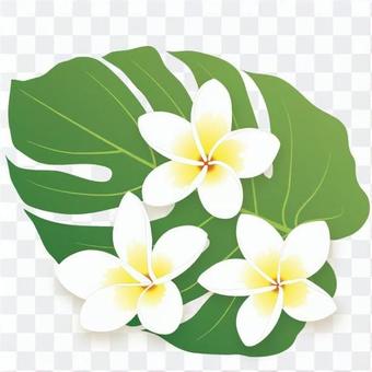 Plumeria _ Sidebar Plumeria _ Sidebar