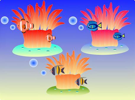 Sea anemone & Sea anemone &