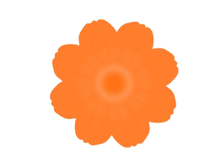 Cosmos orange Cosmos orange