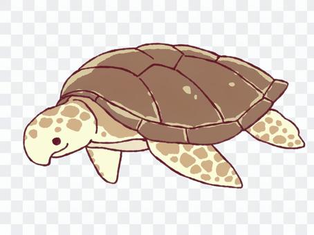 Sea turtle Sea turtle