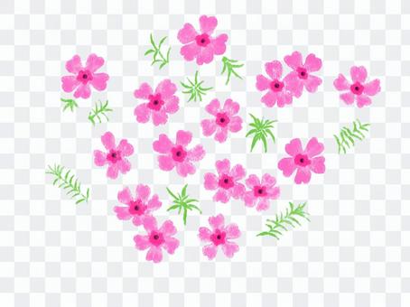Shibazakura No contour line Shibazakura No contour line