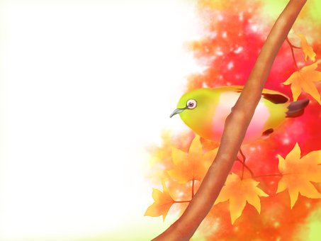 White-eye and autumn leaves background / frame (white background) White-eye and autumn leaves background / frame (white background)