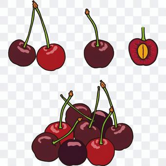 American cherry cross section American cherry cross section