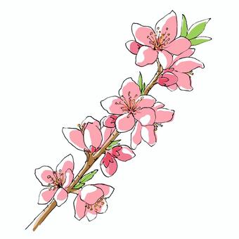 Peach blossoms Peach blossoms