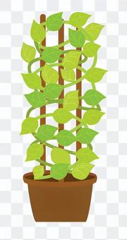 Foliage plant Foliage plant