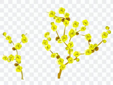 Japanese allspice (four flowers in the snow) 02 Japanese allspice (four flowers in the snow) 02