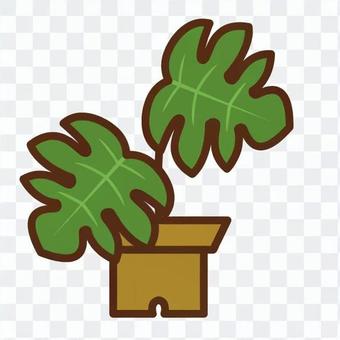 Foliage plant Foliage plant