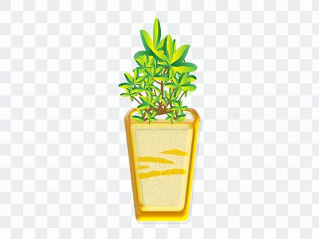Foliage plant Foliage plant