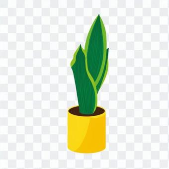 Foliage plant Foliage plant