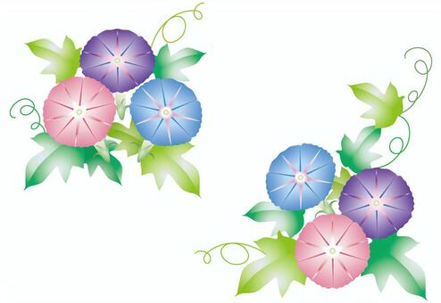 Cute morning glory Cute morning glory